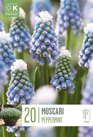 Bag Muscari Peppermint X 20 7/8 7/8