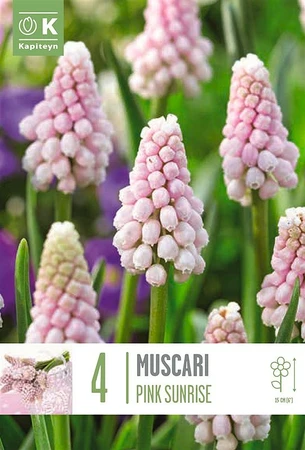 Bag Muscari Pink Sunrise X 4 6/+ 6/7