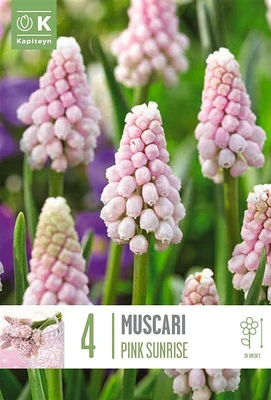 Bag Muscari Pink Sunrise X 4 6/+ 6/7