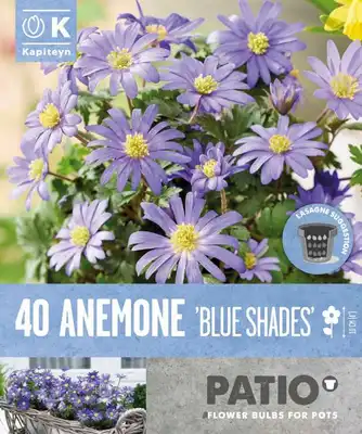 Bag Patio Pack Anemone Blanda Blue Shades X 40 5/6