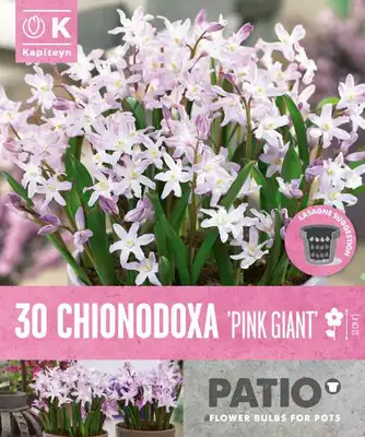 Bag Patio Pack Chionodoxa Forbesii Pink Giant X 30 5/6