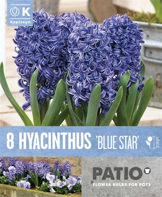 Bag Patio Pack Hyacinthus Blue Star X8 15-16
