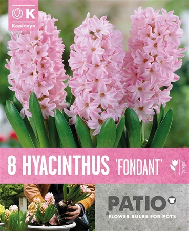Bag Patio Pack Hyacinthus Fondant X8 15-16