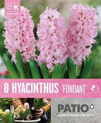 Bag Patio Pack Hyacinthus Fondant X8 15-16