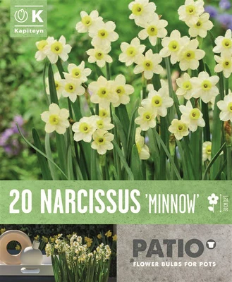 Bag Patio Pack Nar Tazetta Minnow X20 10/12