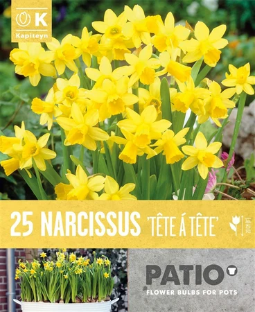 Bag Patio Pack Narcissus Cyclamineus Tete A Tete