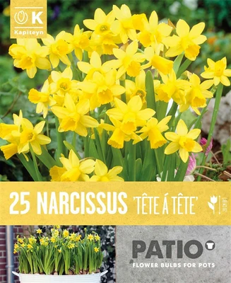 Bag Patio Pack Narcissus Cyclamineus Tete A Tete