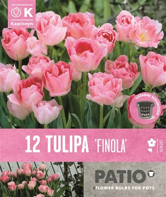 Bag Patio Pack Tulip Double Late Finola X12 11/12