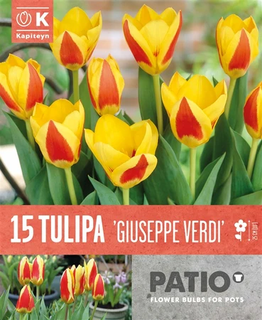 Bag Patio Pack Tulip Giuseppe Verdi X15 11/12