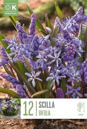 Bag Scilla Bifolia X 12 5/+ 5/6