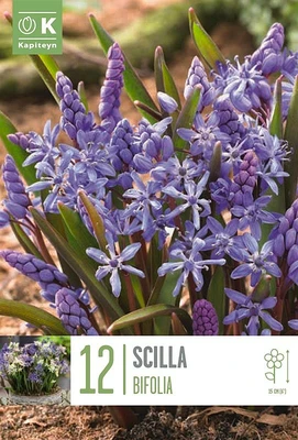 Bag Scilla Bifolia X 12 5/+ 5/6