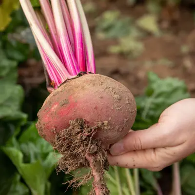 Beetroot (Round) Chioggia - image 2