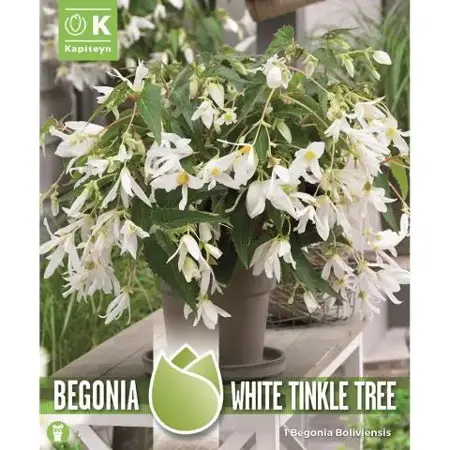 Begonia Boliviensis White Tinkle Tree - Rich Flowering