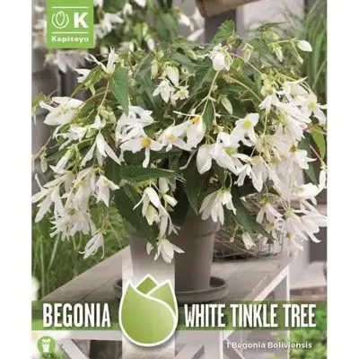Begonia Boliviensis White Tinkle Tree - Rich Flowering