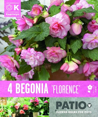 Begonia Cascade Florence