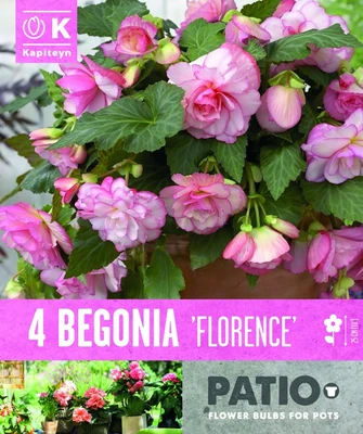 Begonia Cascade Florence