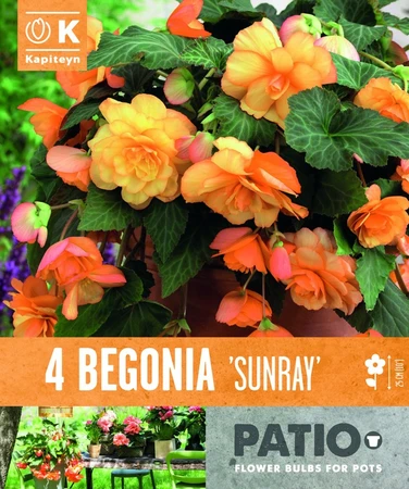 Begonia Cascade Sunray