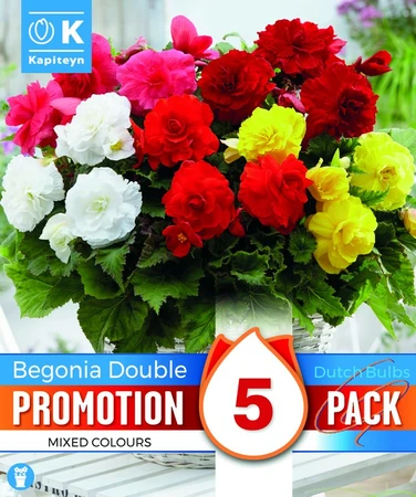 Begonia Double