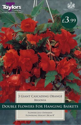 Begonia Orange Gnt Flw Cascading 4-5