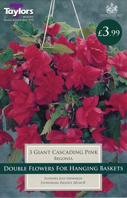 Begonia Pink Gnt Flw Cascading 4-5