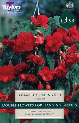 Begonia Red Gnt Flw Cascading 4/5