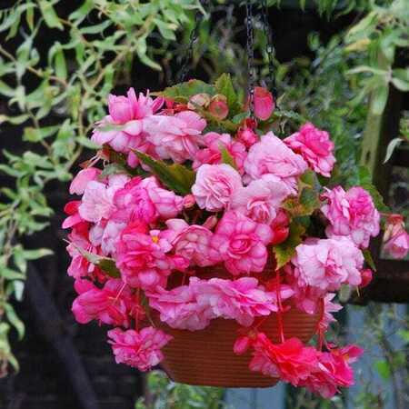 Begonia Splendide Alifra 4-5 Sse