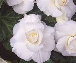 Begonia White Double 6-7