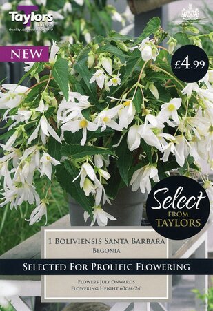 Begoniaonia Boliviensis Santa Barbara 20-24 Se
