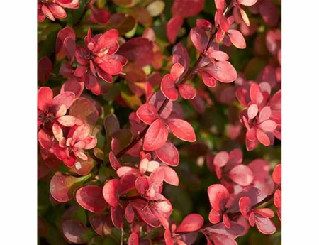 Berberis Th. Atropurpurea Nana 3 Litre