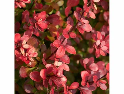 Berberis Th. Atropurpurea Nana 3 Litre