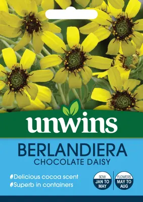 Berlandiera Chocolate Daisy - image 1