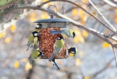 Bird Feeders