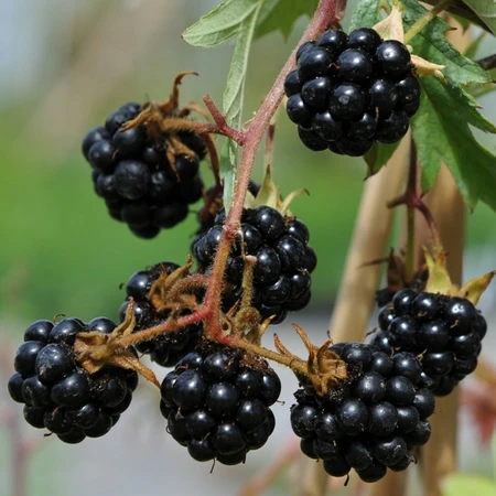 Blackberry Oregon 3 Lr