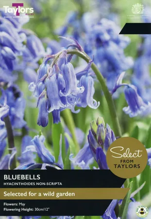 Bluebells SE