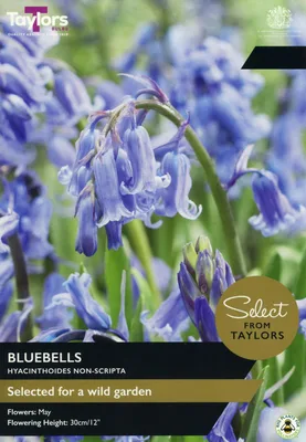 Bluebells SE