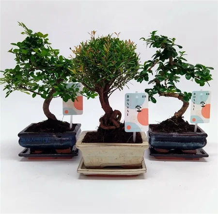 Bonsai mix  15 cm ceramic pot