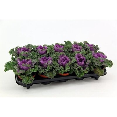 Brassica (curly) purple  P12