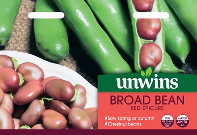 Broad Bean Red Epicure - image 2