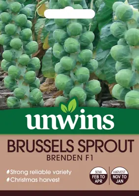 Brussels Sprout Brenden F1 - image 2
