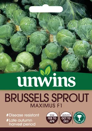 Brussels Sprout Maximus F1 - image 1