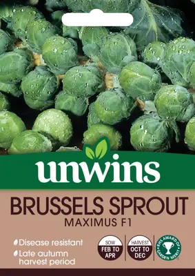 Brussels Sprout Maximus F1 - image 2