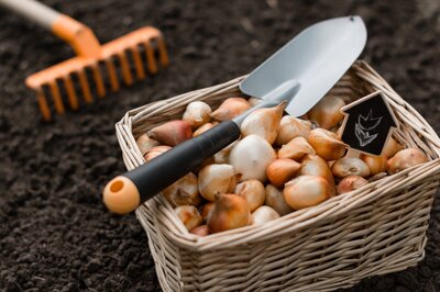 Bulbs