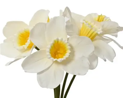 Bundle Narcissus On Stem Polyester 3Col  H39.00cm asst. - image 4