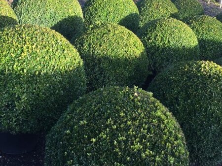 Buxus sempervirens  25 CM BALL D5