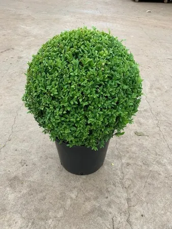 Buxus sempervirens  40 CM BALL D12