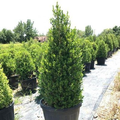 Buxus sempervirens 70-80 CM PYR D10