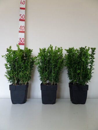 Buxus Sempervirens P13 Square 10 for €50