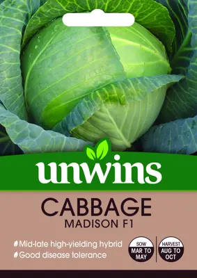 Cabbage (Round)  Madison F1 - image 2