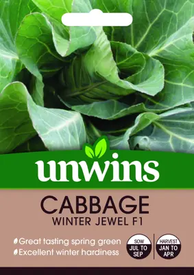 Cabbage (Spring Greens) Winter Jewel - image 1