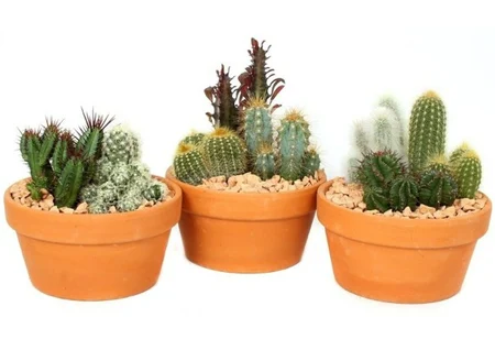 Cactus arrangement  Terracotta pot 17 cm